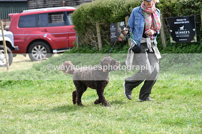 WJ5_9602 - Class 3 Most Handsome Dog