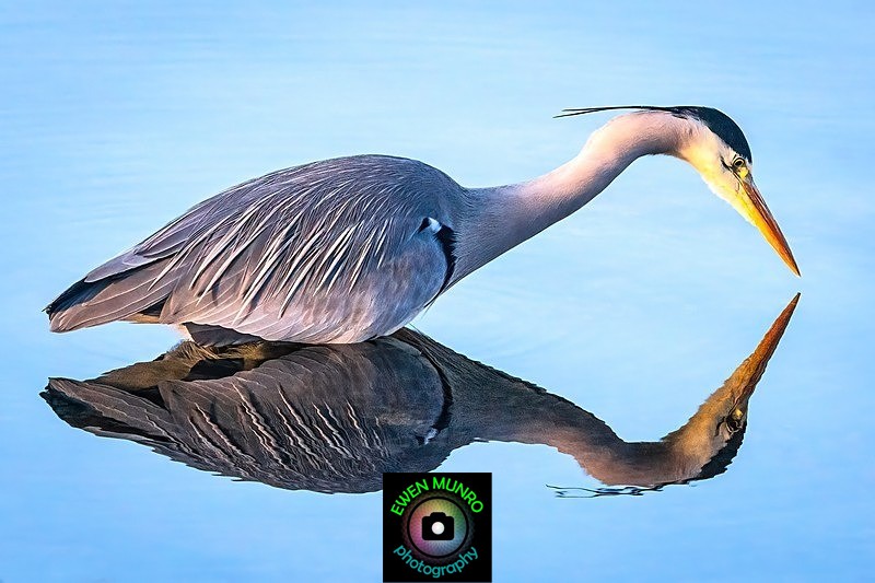 BBH-08-Reflective Moment - Heron