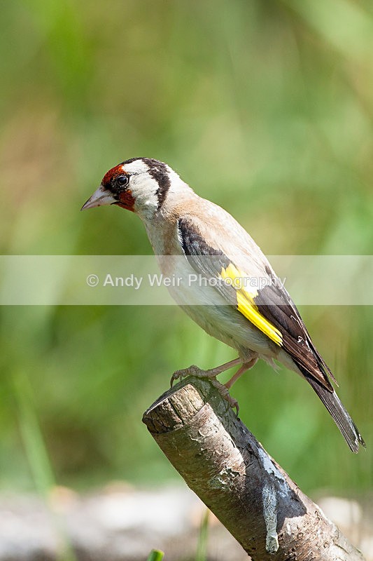 20130714-_MG_4609 - Goldfinch