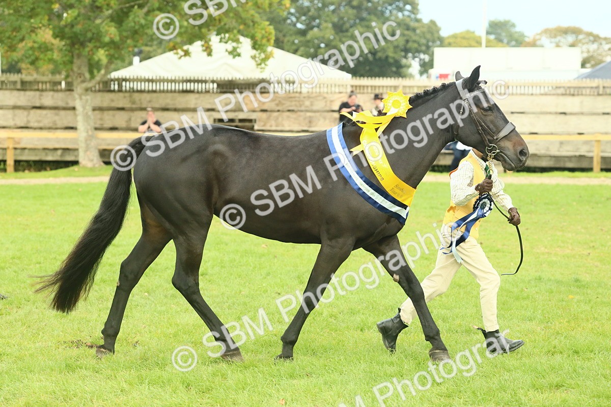 SBM_75250 - Super Supreme Championship