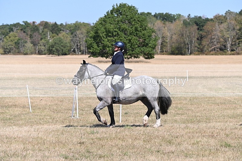 WJ6_8817 - Class 38 Ridden Riding Horse/Pony