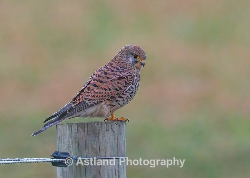 Kestrel - Latest Images