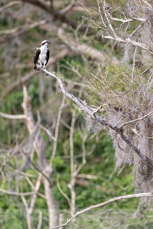 Osprey perched high in tree, Blue Cypress Lake, Florida - Osprey