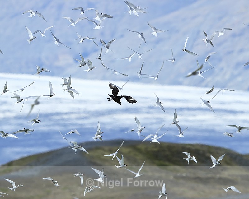 Great Skua mobbed by Arctic Terns, Jokulsarlon, Iceland - Great Skua