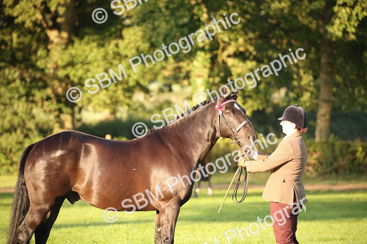 SBM_56872 - S49 - Riding Horse & Hack & Thoroughbred In Hand
