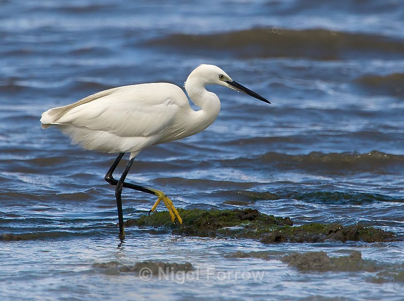 Little Egret - Little Egret