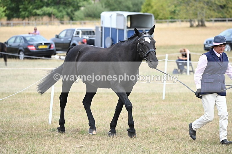 WJ6_5973 - Class 19 In-hand Veterans (Uploaded correct folder)