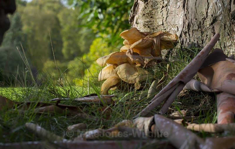 Fungi, Cholmondeley Castle, Cheshire - FUNGI (MUSHROOM) IMAGES