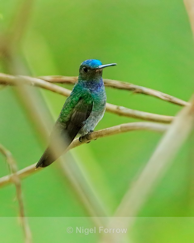Charming Hummingbird (male) showing blue crown, Costa Rica - Charming Hummingbird