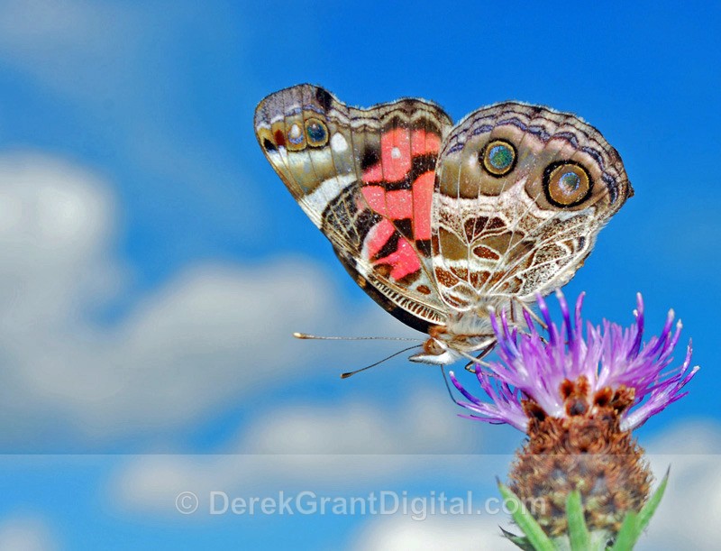 American Lady ( Vanessa virginiensis) - 3