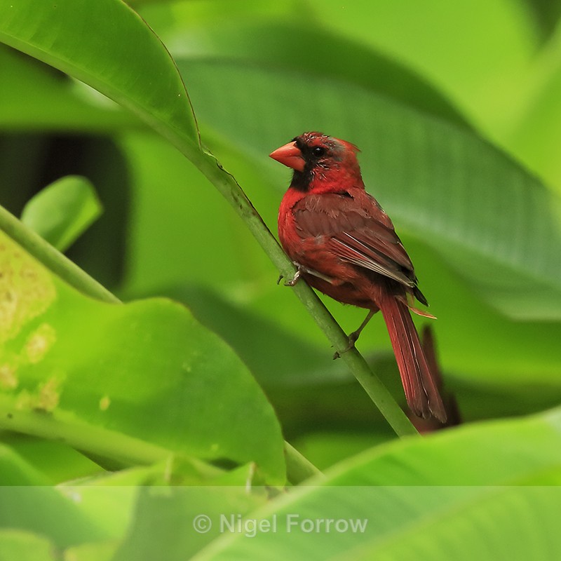 Northern Cardinal (male) perched, Hawaii - Northern Cardinal