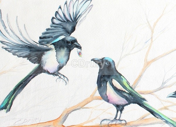 WCB08173 Magpie Chatter - Watercolor Wildlife