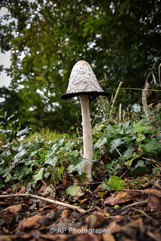 Fungus_ACP_8234 - Fungi