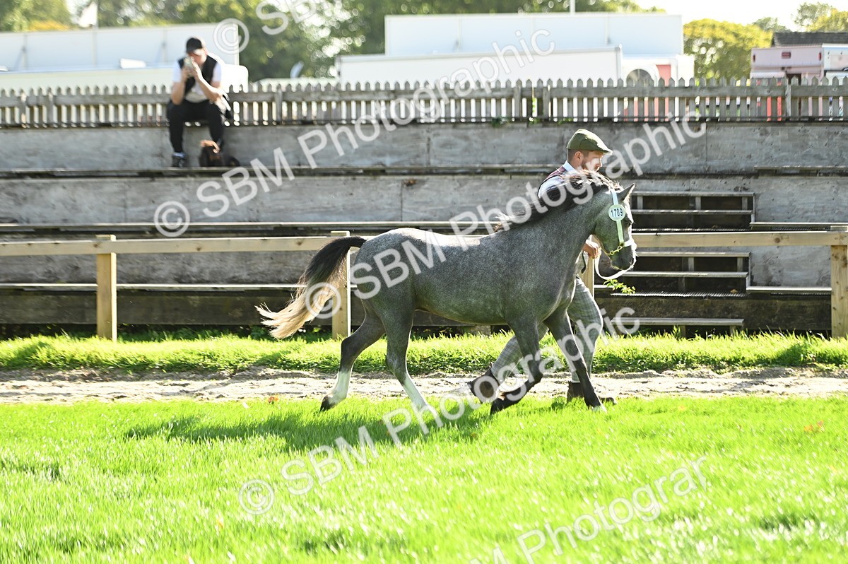 SBM_15873 - S1 - TSR in Hand Horse & Pony Showing
