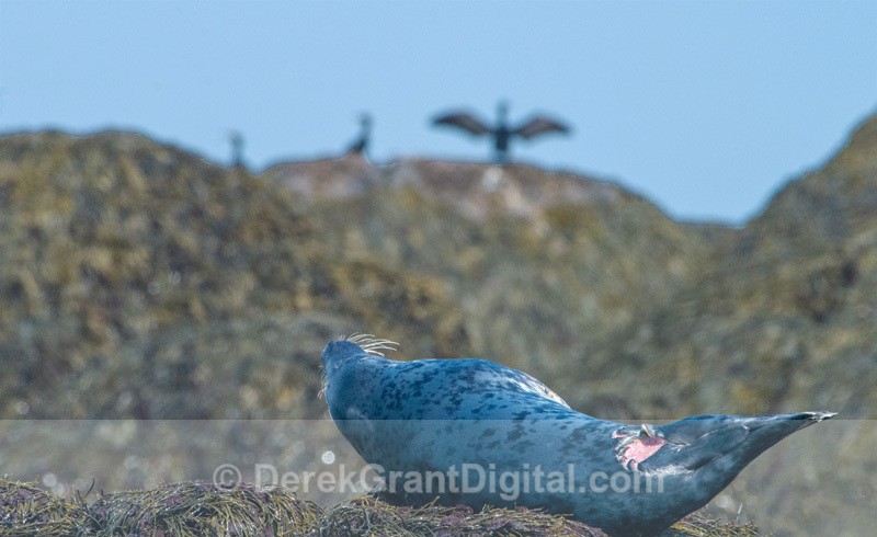 Grey Seal Shark Bite Injury - Whales / Sea Mammals