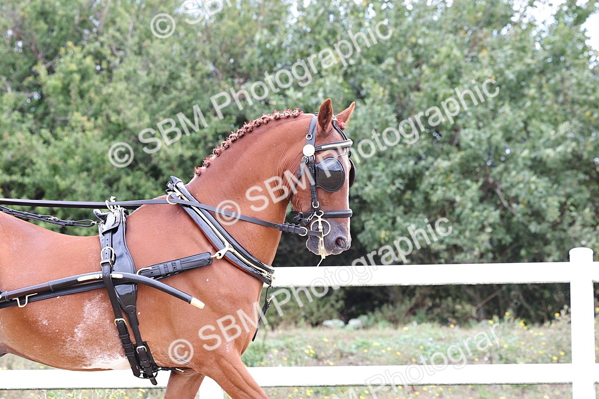 SBM_000374 - Class 4 - Junior Whip