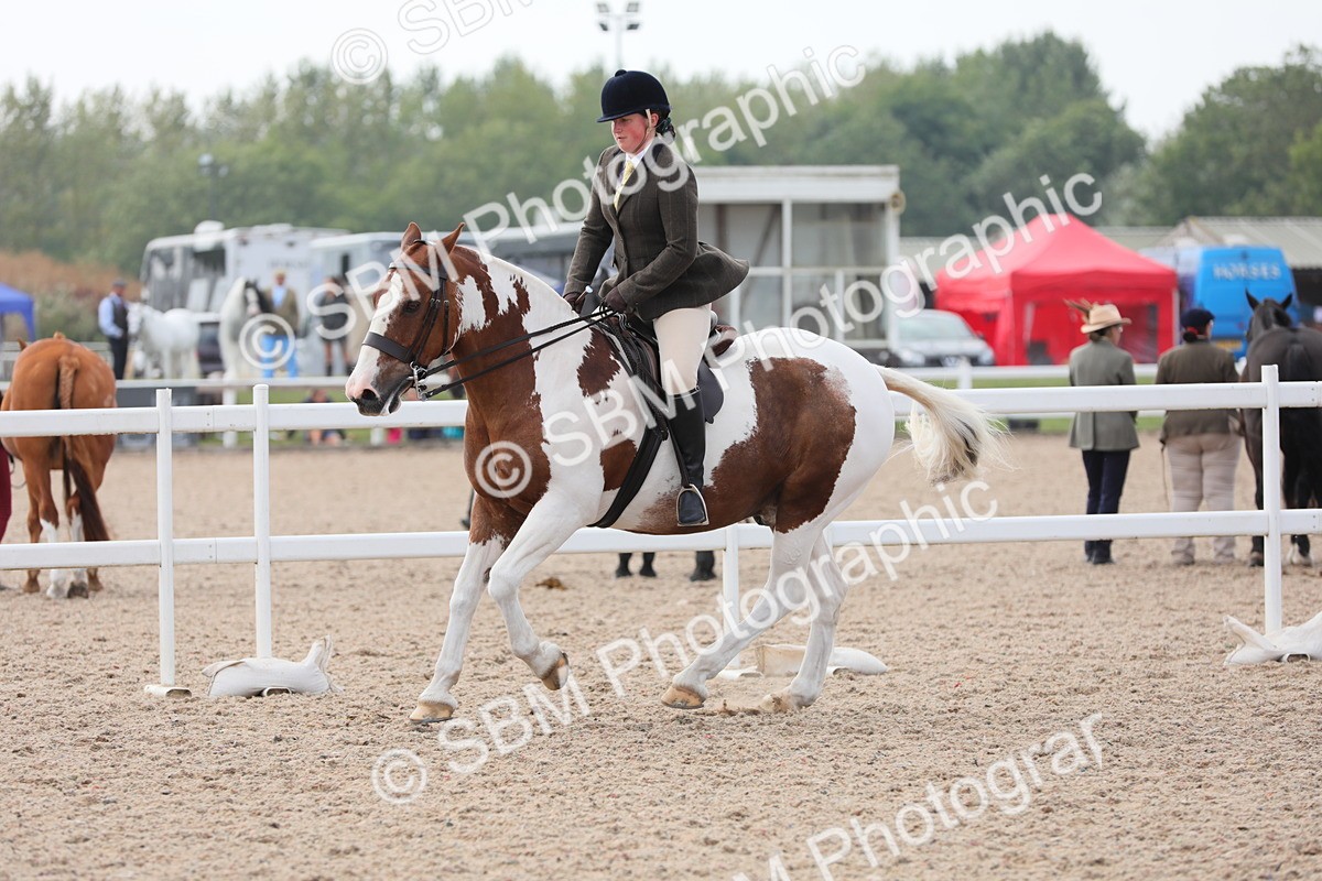 SBM_13399 - Class 308 Ridden Coloured Horse