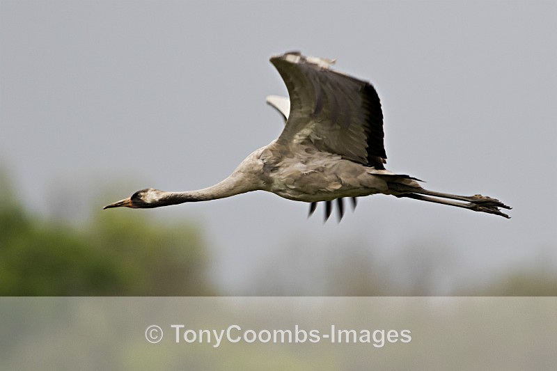 Common Crane - Well Hide & Falcon Tower Hide
