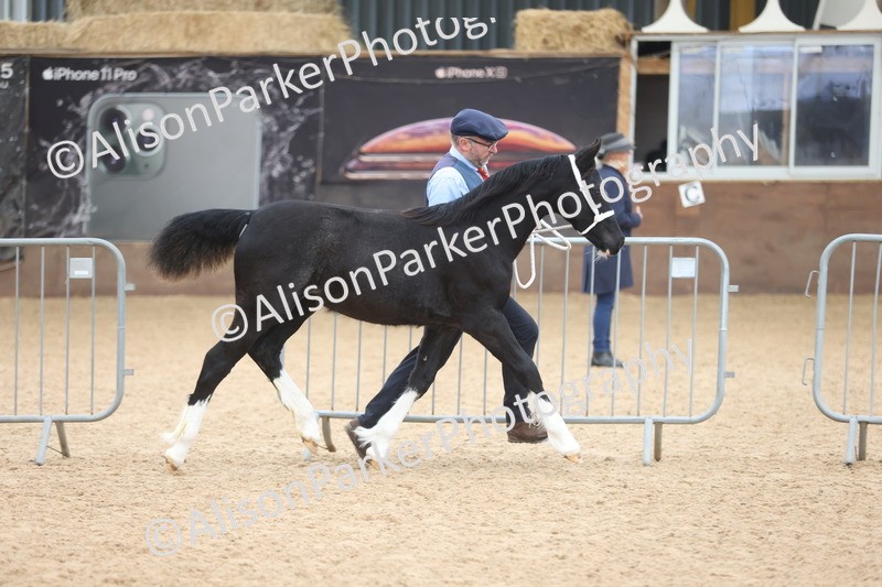 20251109-0787 - Class 24 - Foals