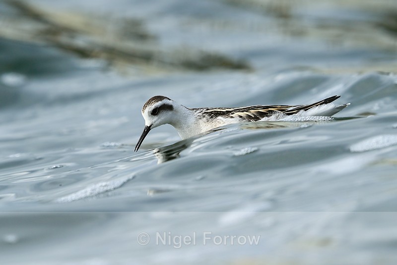Red-necked Phalarope stretches forward, Farmoor - Red-necked Phalarope