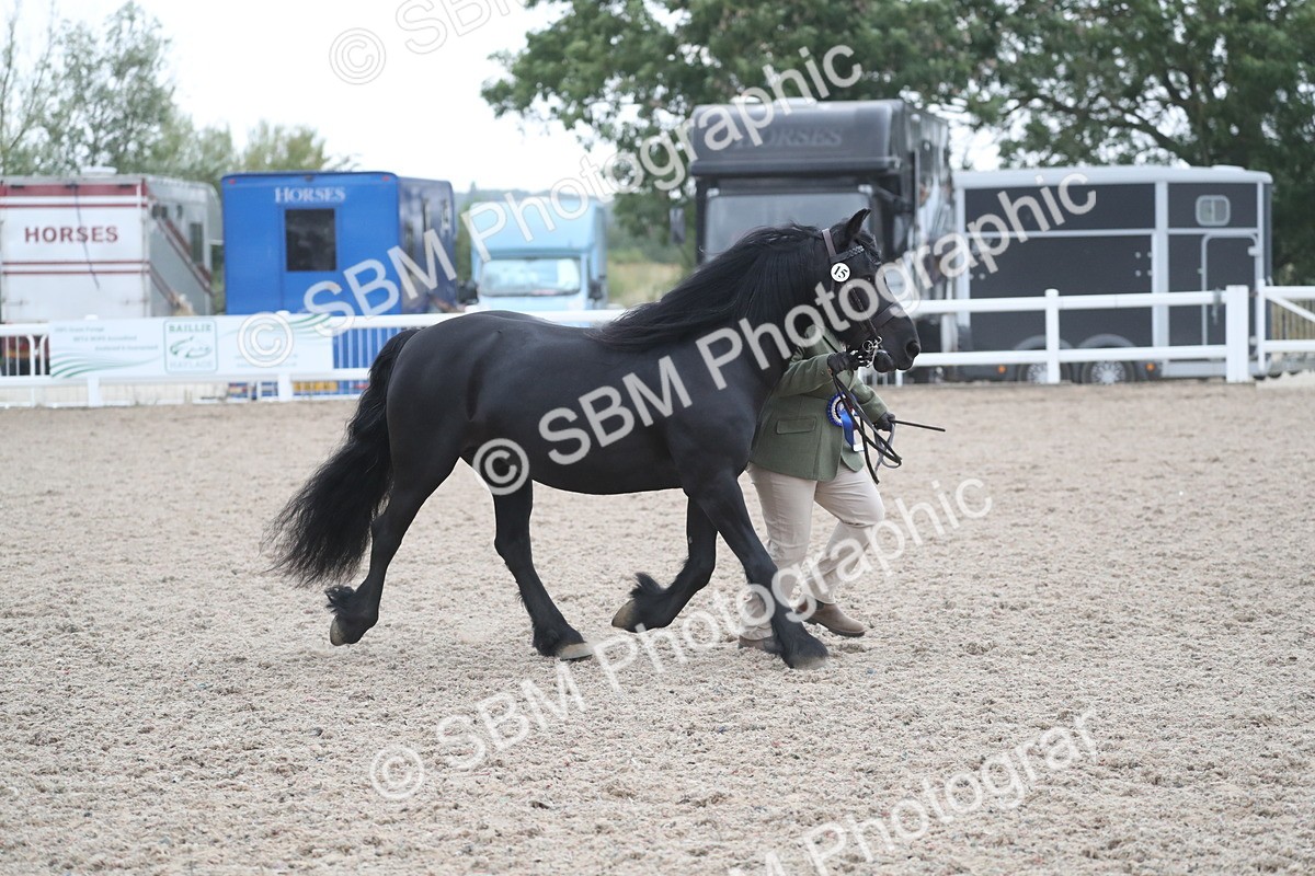SBM_18020 - Class 317 IH Pure bred Horse/Pony