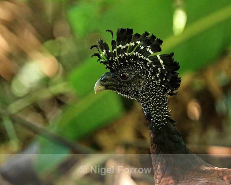 Great Curassow (female) close-up, Osa Peninsula, Costa Rica - Great Curassow