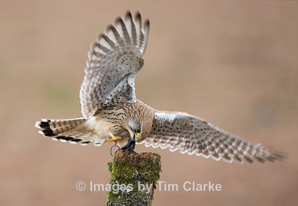 6627- - Wildlife