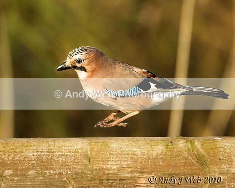 20101106_3172 - Jay