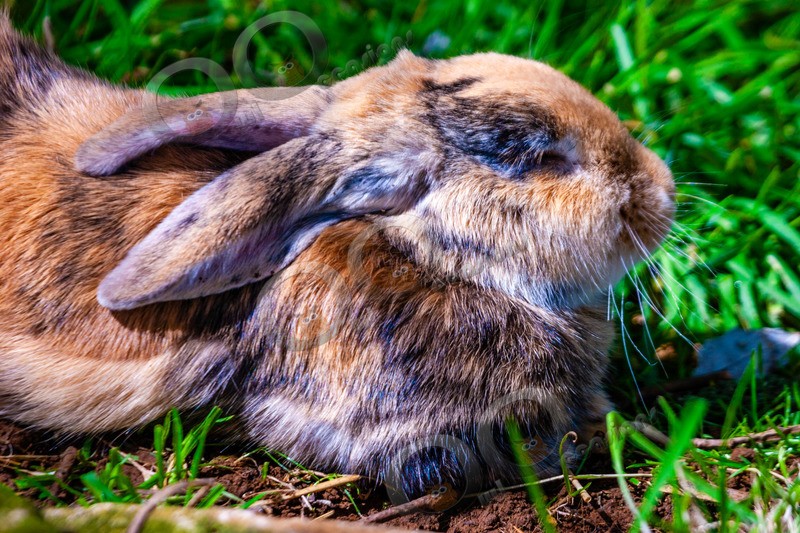 Domestic rabbit Oryctolagus cuniculus-0023 - Pet Photography