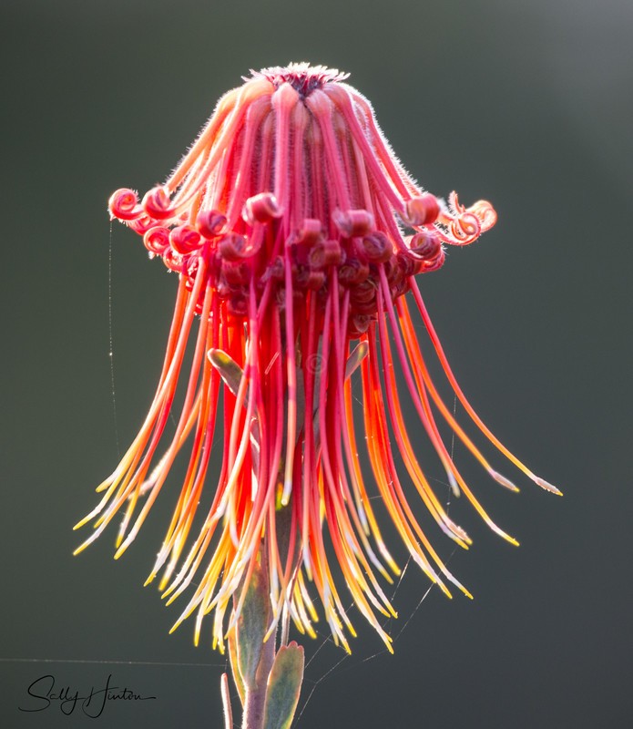 Australian Native Flower