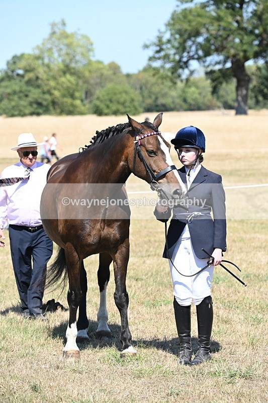 WJ6_8652 - Class 37b Best Loan Pony In-hand