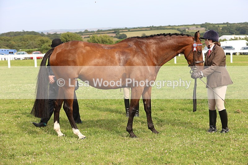 JPP_4311 - Class 25: Working Show Horse