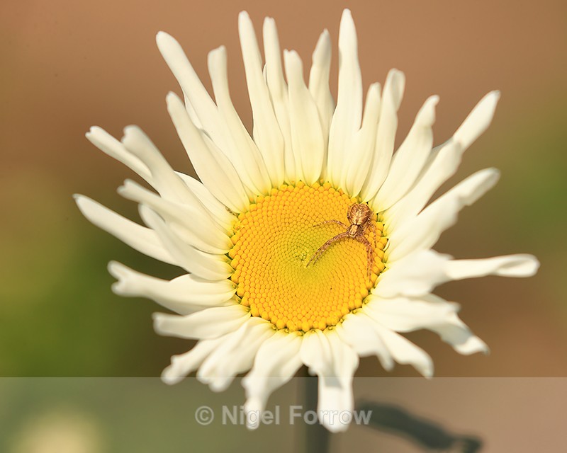 Spider on Oxeye Daisy, Oxfordshire - PLANTS
