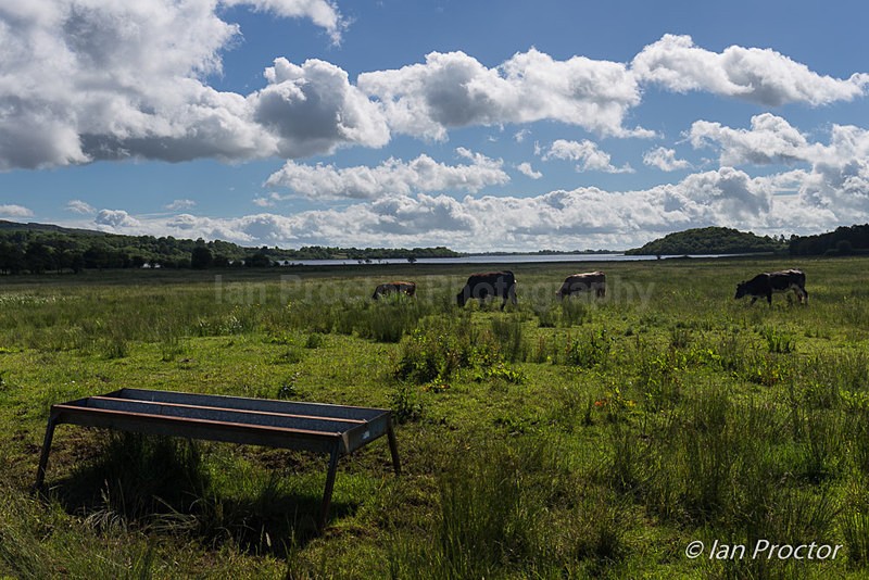 Grazing near Lough Macnean Lower, Blacklion, Co. Cavan, Ireland - Ireland