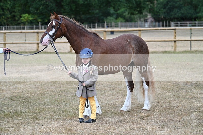 WJ7_9414 - Prettiest Mare Champs