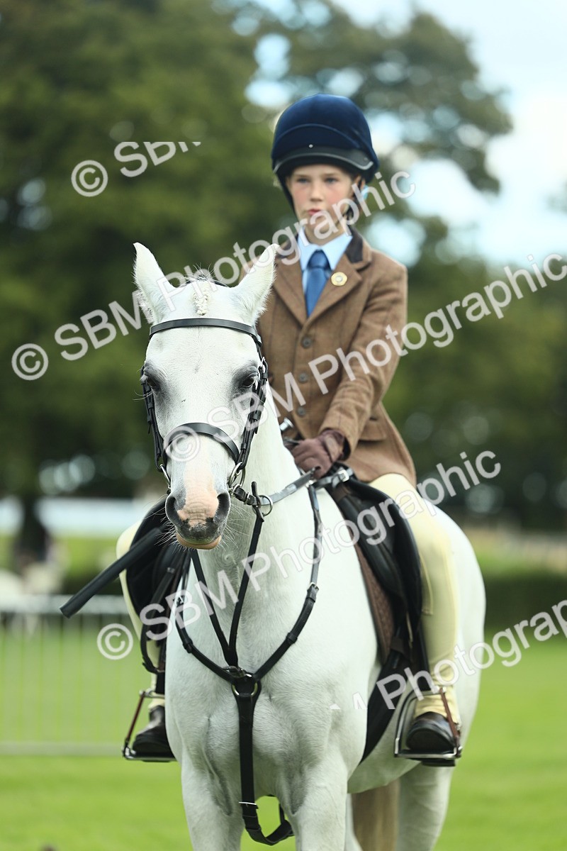 SBM_42167 - S29 - Novice & Newcomers Working Hunter Pony