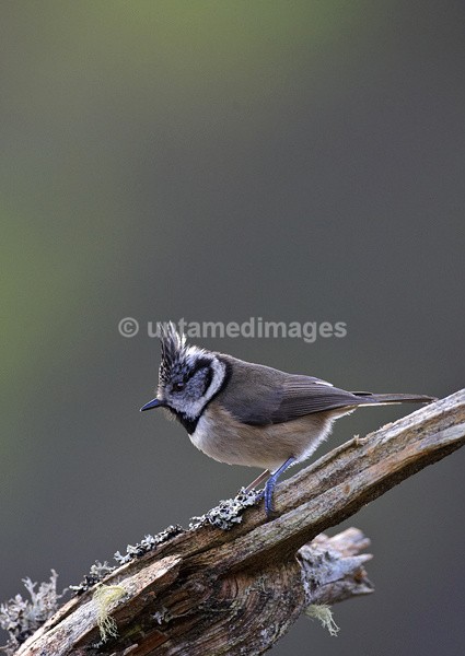Crested Tit - United Kingdom