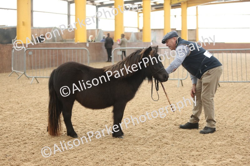 20251109-0012 - Class 2 - Yearling, Colt, filly or gelding