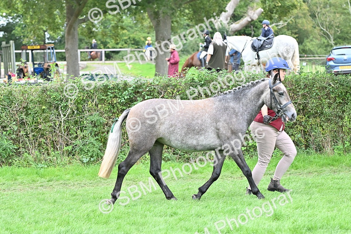 SBM_64948 - S50 - Show Pony & Show Hunter Pony In Hand