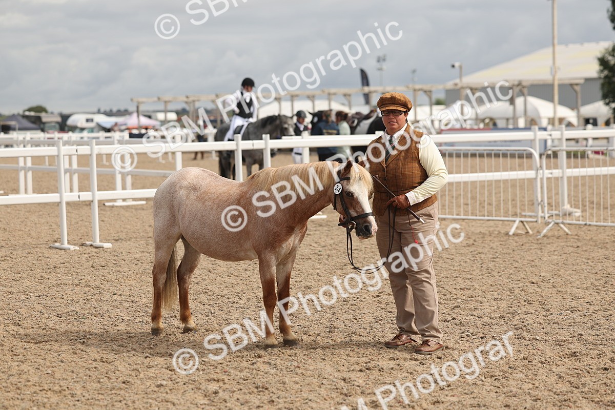 SBM_04401 - Class 18 - Handsomest Gelding (IH or Ridden)