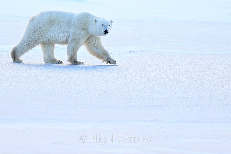 Polar Bear & frozen lake, Churchill, Canada - Polar Bear