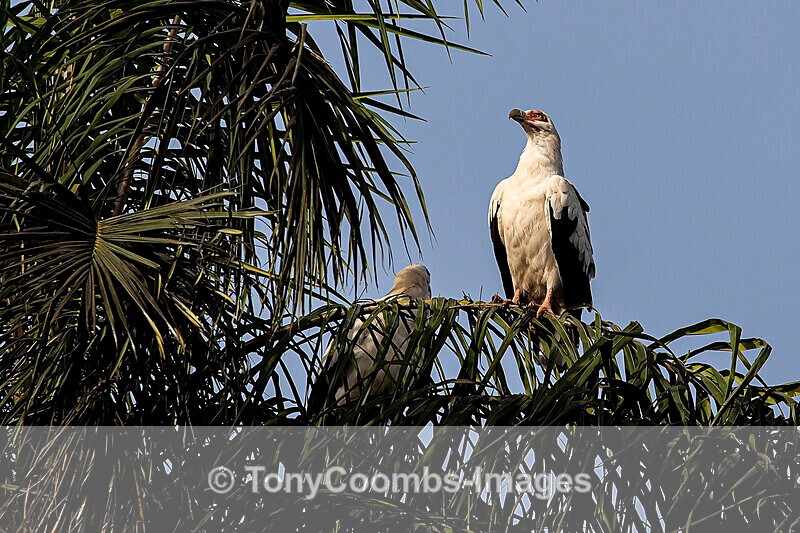 Palm Nut Vulture - The Gambia