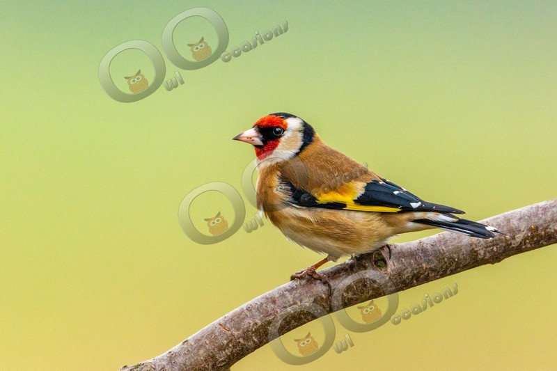 Goldfinch Carduelis carduelis 1189 - UK birds