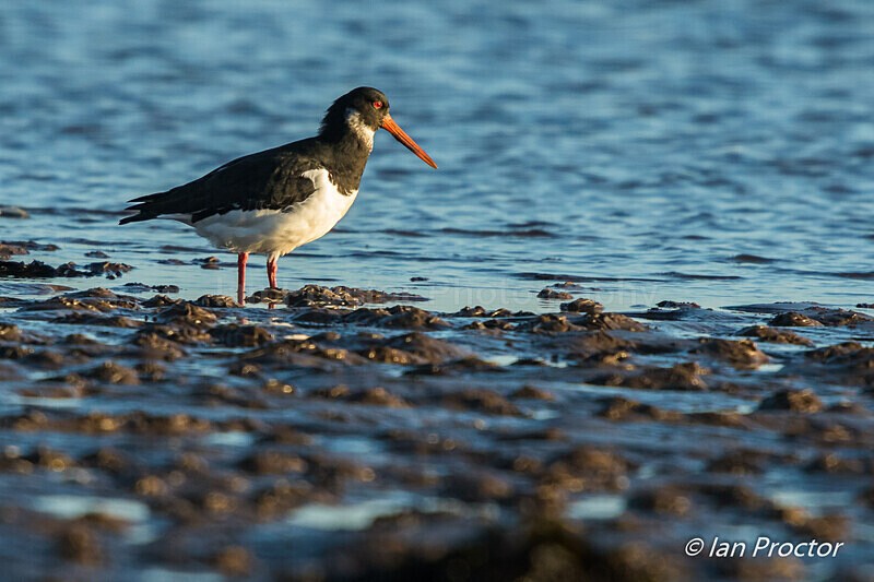 Oystercatcher (Haematopus ostralegus) on mudflats - Strangford L - Nature