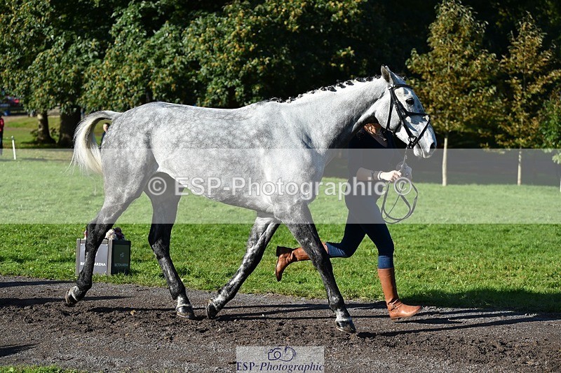 231022-104008-22649 - 445-CRUISING.BORO-Lucy.Knight-TrotUp+SJ