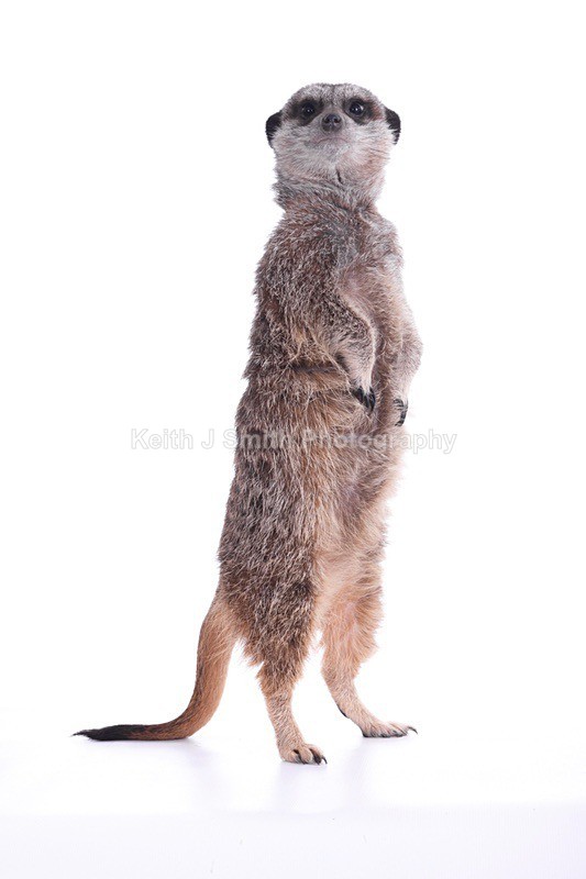 7SKJ4212 - Roaming Reptile Show III