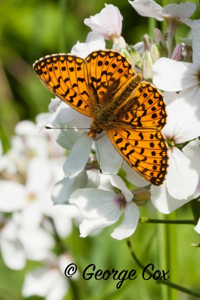 Small Pearl Bordered Fritillary at Priddy Minories