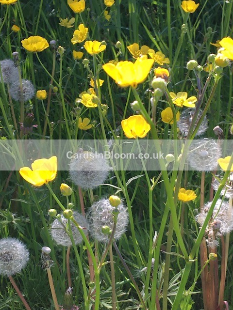 03 Dandelions and Buttercups - COUNTRYSIDE