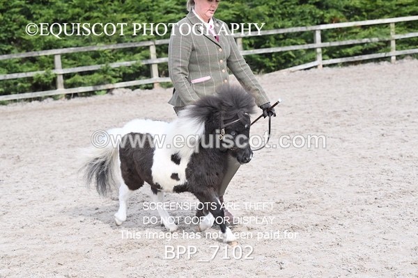 BPP_7102 - RING 1  (RIDDEN HORSES / IN HAND / VETERAN ETC)