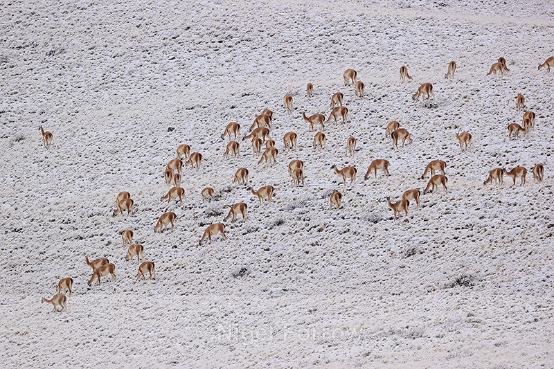 Guanacos feeding on snowy hillside, Torres del Paine, Chile - Guanaco